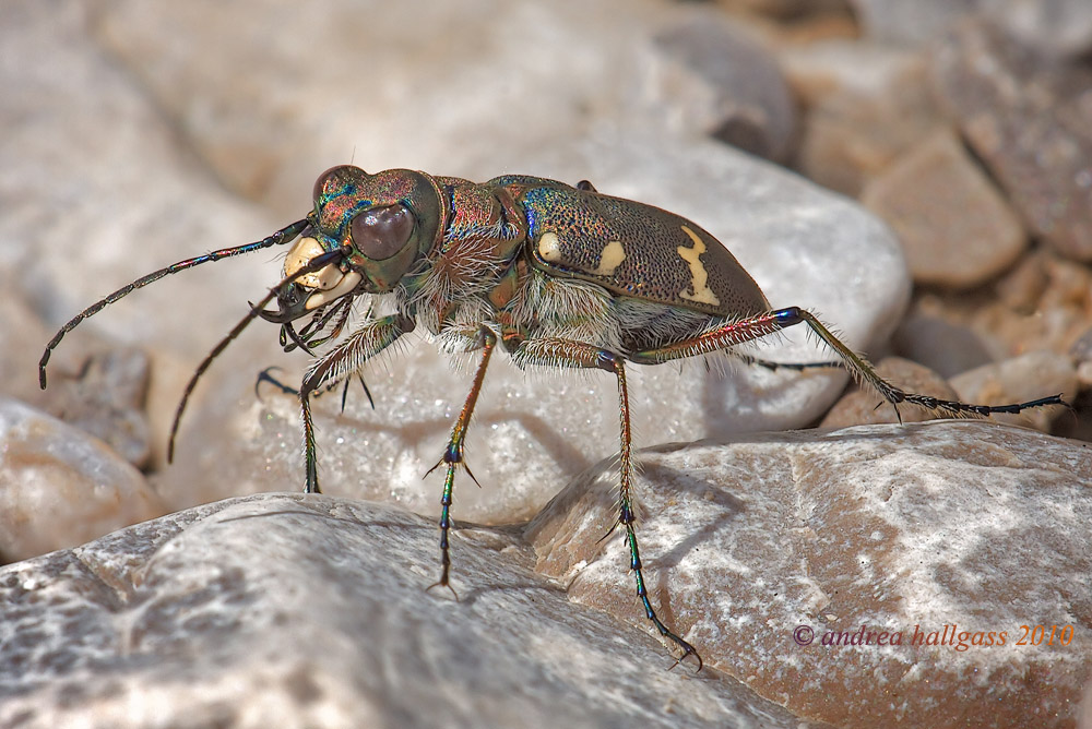 Cicindela hybrida o silvicola ???? questo  il problema